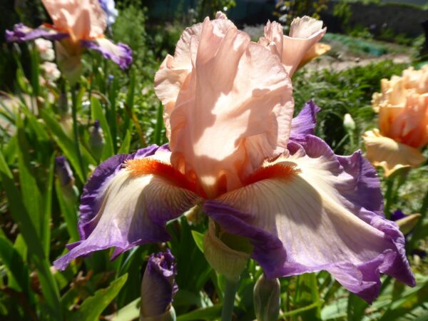 Kosaciec bródkowy Poesie