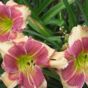 Liliowiec Hemerocallis  Hello Screamer