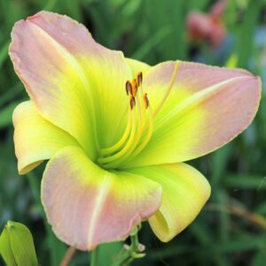 Liliowiec Hemerocallis  Cocktail Party