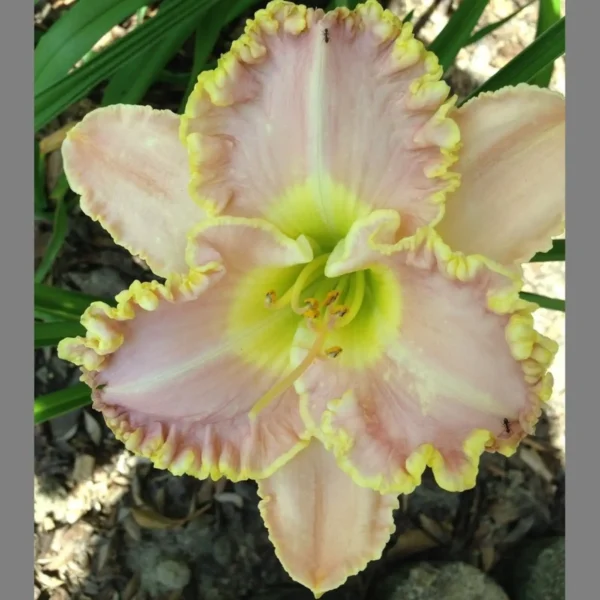 Hemerocallis Diva's Choice