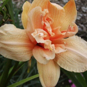 Liliowiec Hemerocallis Double Dream