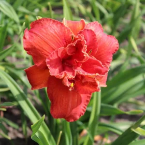 Liliowiec Hemerocallis Moses' Fire