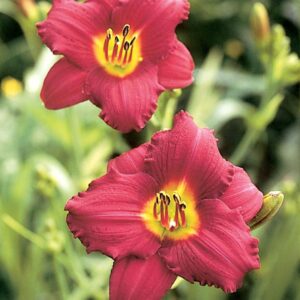 Liliowiec Hemerocallis Pardon Me