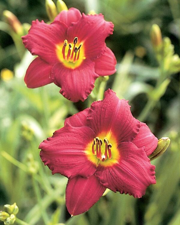 Liliowiec Hemerocallis Pardon Me