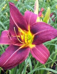 Liliowiec Hemerocallis Plum Perfect