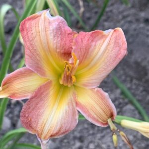 Liliowiec Hemerocallis  Purple Arachne