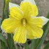 Narcyz Narcissus Pełny Cassata