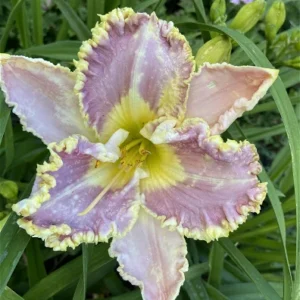Liliowiec Hemerocallis Bestseller