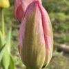 Tulipan Tulipa Design Impression