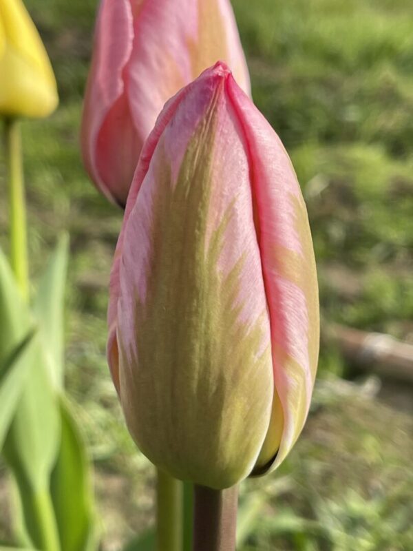 Tulipan Tulipa Design Impression
