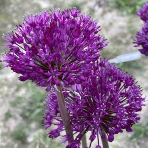 Czosnek Allium Purple Sensation