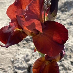 Kosaciec bródkowy Sultan's Palace