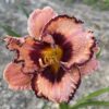 Liliowiec Hemerocallis Awesome Blossom