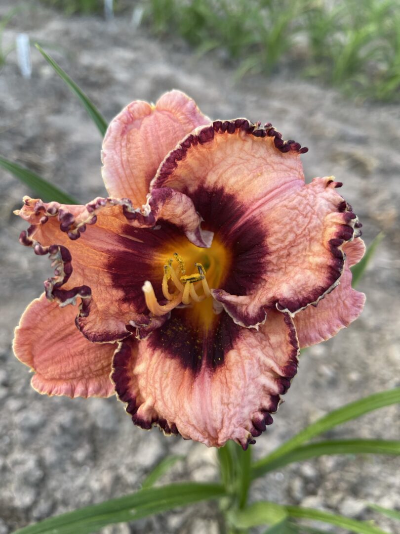 Liliowiec Hemerocallis Awesome Blossom 20 szt