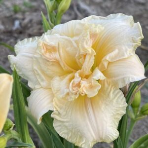 Liliowiec Hemerocallis Schnickel Fritz