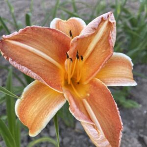 Liliowiec Hemerocallis Shola