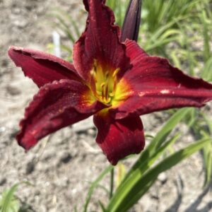 Liliowiec Hemerocallis Ruby Stella