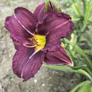 Liliowiec Hemerocallis Black Stockings