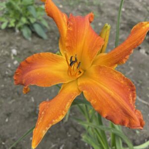 Liliowiec Hemerocallis Primal Scream