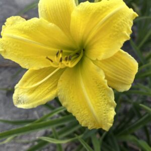 Liliowiec Hemerocallis Green Flutter