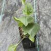 Jeżówka Echinacea Raspberry Truffle