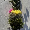 Palma Wielkanocna różowo żółta mała