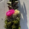 Palma Wielkanocna waniliowo różowa mała