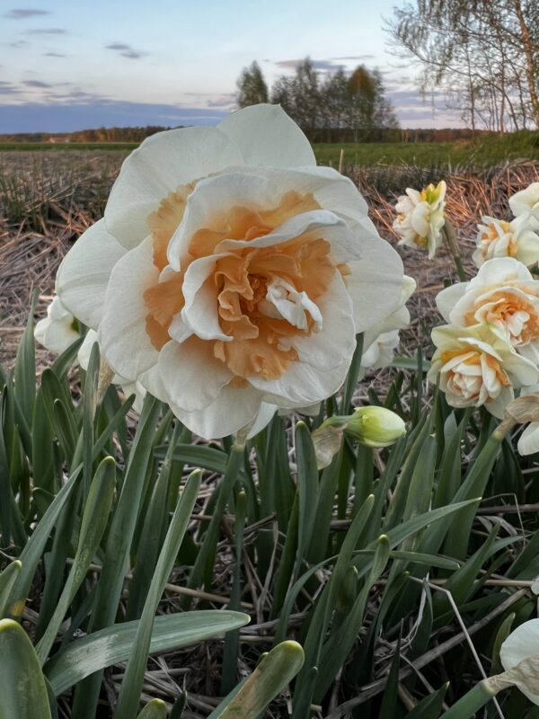 Narcyz Narcissus Pełny Monrosen