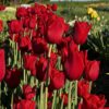 Tulipan Kingsblood