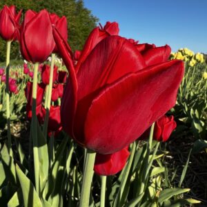 Tulipan Kingsblood