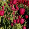 Tulipan Burgundy Lace