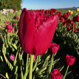 Tulipan Burgundy Lace