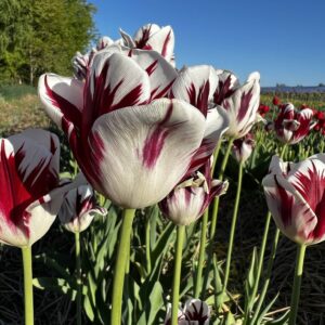 Tulipan Grand Perfection