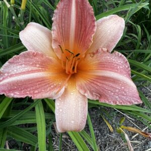 Liliowiec Hemerocallis Insenescence