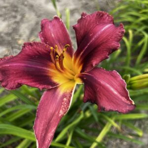 Liliowiec Hemerocallis Russian Rhapsody