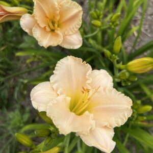 Liliowiec Hemerocallis Lullaby Baby