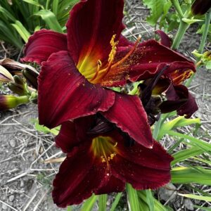 Liliowiec Hemerocallis Yazoo Fuchsia Fairy