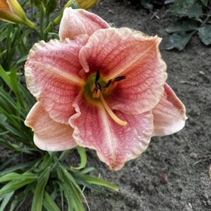 Liliowiec Hemerocallis Little Anna Rosa