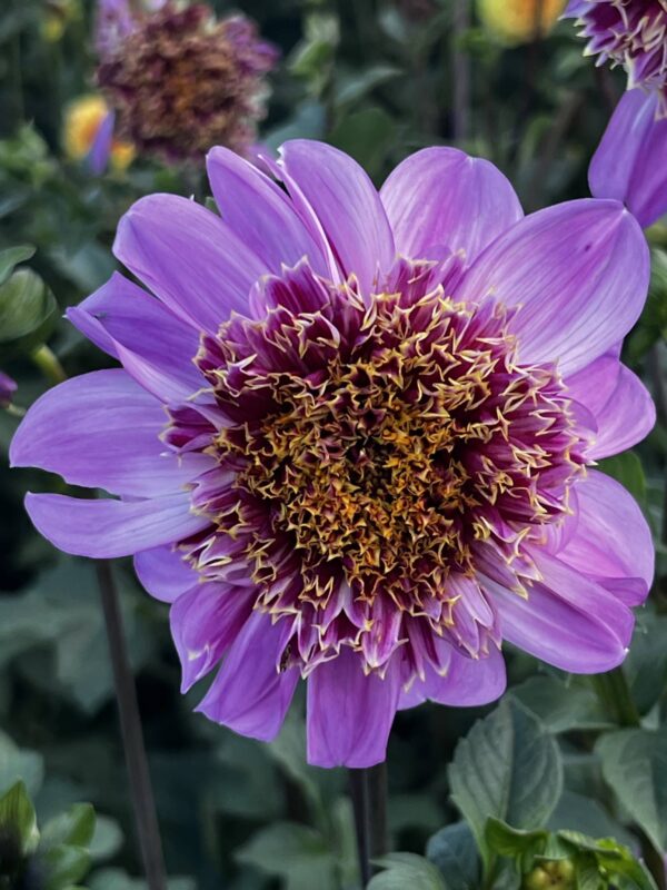 Dalia Anemonowa Dad’s Favourite