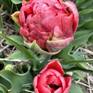 Tulipan Pełny Copper Image