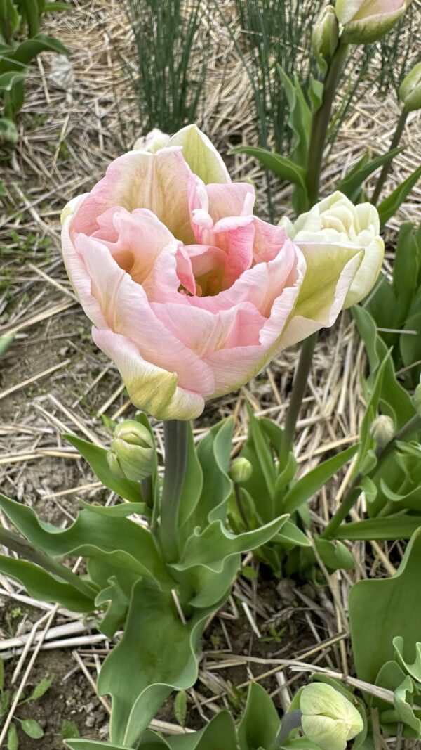 Tulipan Pełny Angelique