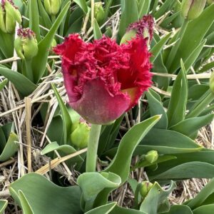 Tulipan Strzępiasty Versace
