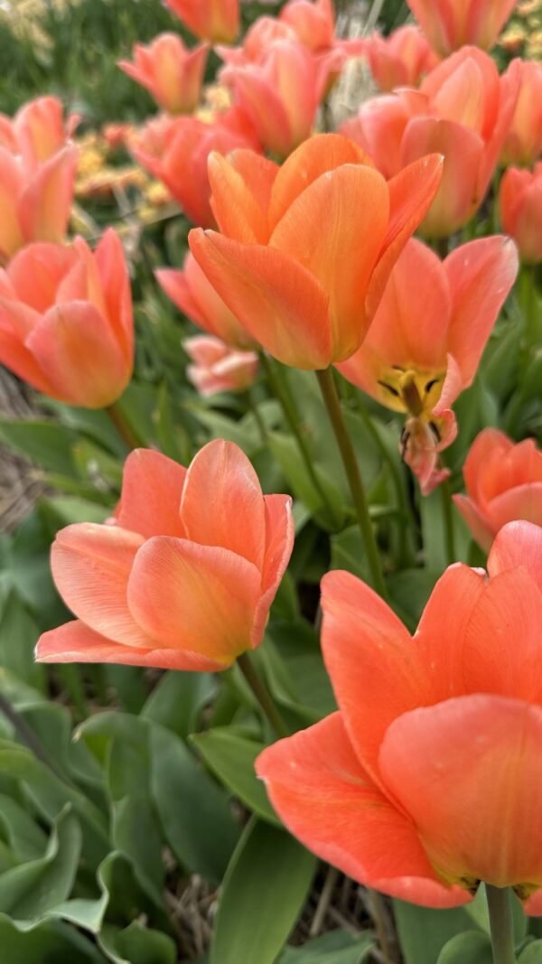 Tulipan Apricot Emperor