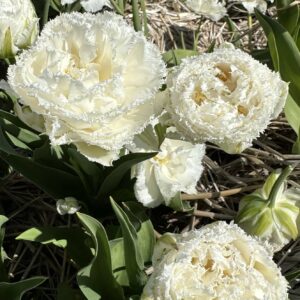 Tulipan Strzępiasty Snow Crystal