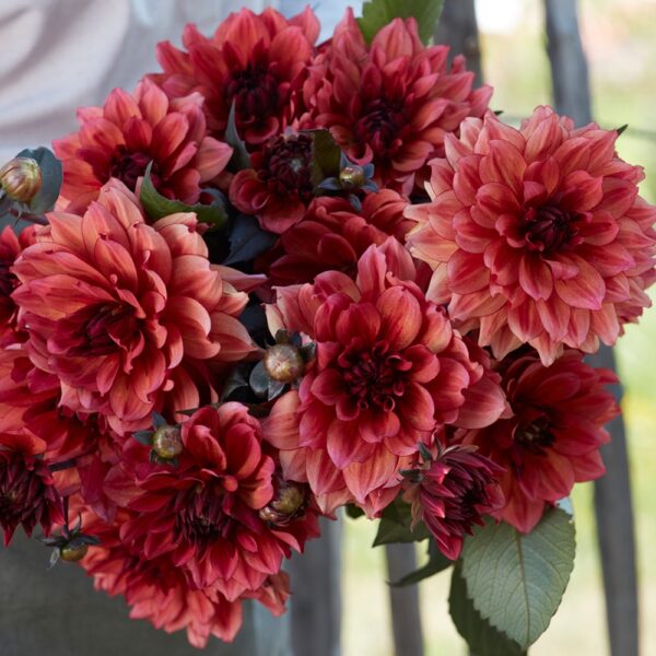 Dalia Dekoracyjna Invitation