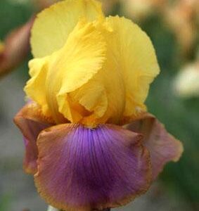 Kosaciec bródkowy Sunset Sky