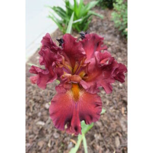 Kosaciec bródkowy War Chief