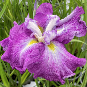 Kosaciec japoński Harlequinesque