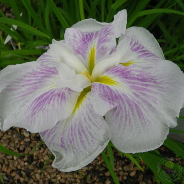 Kosaciec japoński Kogesho