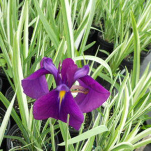 Kosaciec japoński Variegata